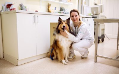Training Success Stories with a Dog Trainer Tucson AZ Bringing Out the Best in Pets