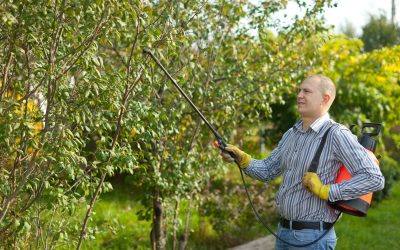 Weed Control Made Easy With Herbicides for Pastures