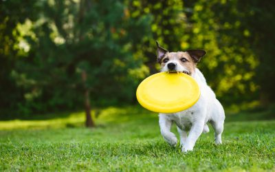 Effective Dog Training Solutions in Santa Clara County CA for Lasting Obedience