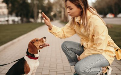 Effective Aggression Training For Dogs in Boca Raton FL Guides Families Toward Safer Interactions